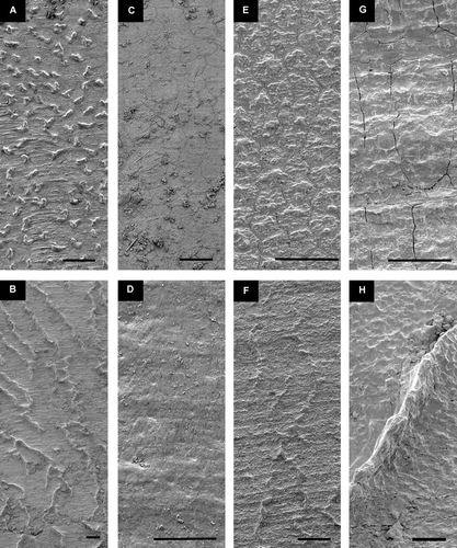 Figure 10.  Detail of sculpture, mid-shell of half-grown specimens, A–D, Left valve above, E–H, right valve above. Scale lines 25 µm. (A,B) Similipecten greenlandicus, BIOICE#2096, off northern Iceland, depth 300 m (SMNH 56408). (C,D) Similipecten similis, BIOICE#2393, off southwestern Iceland, depth 291 m (SMNH 55515). (E,F) Similipecten oskarssoni, BIOICE#2401, off southwestern Iceland, depth 520 m (SMNH 55525). (G,H) Cyclopecten hoskynsi, BIOICE#2268, off southwestern Iceland, depth 450 m (SMNH 55534).