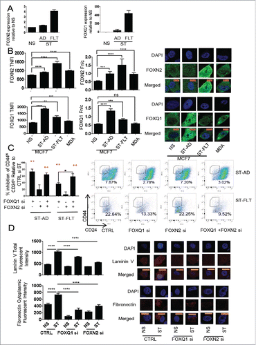 Figure 4. Expression and localization of FOXN2 and FOXQ1 and their role in regulating the CSC phenotype. (A) Expression of FOXN2 and FOXQ1 in non-stimulated (NS), PMA-stimulated (ST), adherent (AD), and floating (FLT) cells. (B) Levels of FOXN2 and FOXQ1 in the nucleus as measured by total nuclear fluorescence intensity (TNFI) and the nuclear/cytoplasmic ratio (Fn/c) in the MCF-7 model and MDA-MB-231 (MDA) cells. (C) The effect of FOXN2 and FOXQ1 siRNA on the CD44Hi and CH24lo proportion of ST-AD and ST-FLT MCF-7 cells compared to control ST (Ctrl). (D) The effect of FOXN2 and FOXQ1 siRNA on the levels of laminin V and cytoplasmic fibronectin in MCF-7 cells. Expression normalized to PPIA, average of n = 3 +/− SEM (A). For protein localization, DAPI was used to identify the nucleus, image scale bar is 10 μm, and averages of 20 cells are shown +/− SEM * for p ≤ 0.05, ** for p ≤ 0.01, *** for p ≤ 0.001, and **** for p ≤ 0.0001. (B, D). FACS n = 3, error bars = SEM, red stars show significance against control siRNA (C).