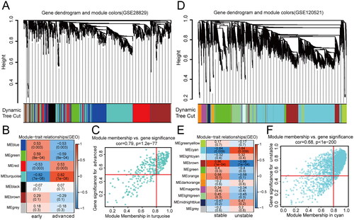 Figure 2. Key modules related to atherosclerosis progression were identified in the GEO data set through WGCNA. (A) The dendrogram of all genes in GSE28829 data set based on different metric clustering (1-TOM), in which each branch represents a gene, and the colour of each module represents a co-expression module. (B) The heatmap of the correlation between gene clustering module and the progress of atherosclerosis in GSE28829 data set, each module contains the correlation coefficient and p value. (C) The scatter diagram of the module with the most positive correlation in GSE28829 data set. (D) The dendrogram of all genes in GSE120521 data set based on different metric clustering (1-TOM), in which each branch represents a gene, and the colour of each module represents a co-expression module. (E) The heatmap of the correlation between gene clustering module and the progress of atherosclerosis in GSE120521 data set, each module contains the correlation coefficient and p value. (F) The scatter diagram of the module with the most positive correlation in GSE120521 data set.