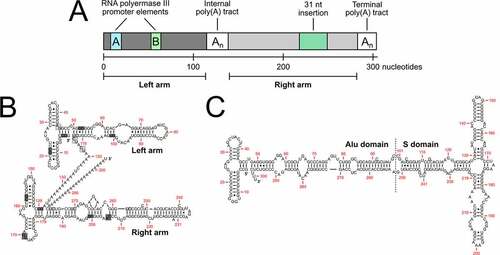 Figure 2. Structural elements of alu RNA. a) alu element and associated genomic regulatory regions. RNA polymerase III promoter elements, A- and B-boxes are found on the left arm of alu elements. an internal polyadenylation tract separates the left and right arms. the right arm is differentiated from the left arm by a 31-nucleotide insertion. b) Secondary structure of an AluY RNA found on intron 4 of the α-fetoprotein gene. the structure forms two distinct arms with an internal polyadenylation tract separating them. potential acceptor and donor splice sites found in the alu consensus sequence as described by Sorek et al. were adapted to the presented AluY RNA [Citation35]. darkly shaded boxes behind nucleotides indicate potential donor splice sites (5ʹ-GC and 5ʹ-GU for sense strand, and 5ʹ-GC and 5ʹ-AC for antisense strand alu RNA). LIGHTLY shaded boxes behind nucleotides indicate potential acceptor splice sites (5ʹ-AG for sense strand and 5ʹ-CU for antisense strand alu RNA). (c) secondary structure of the 7SL or signal recognition particle RNA. the structure is segmented into two regions, the alu domain and the S domain. the alu domain is recognized by SRP9 and SRP14, while the S domain interacts with SRP19, SRP54, SRP68 and SRP72 in the signal recognition particle [Citation86]. this figure was adapted from work from Häsler et al. [Citation33,Citation80]