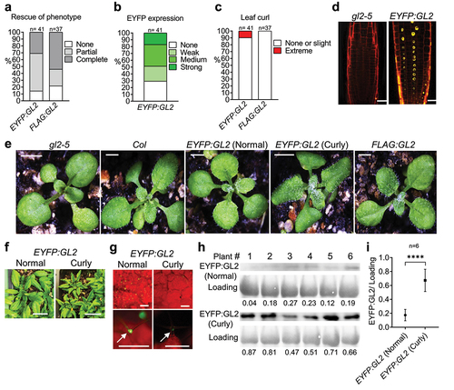 Figure 2. Expression of EYFP:GL2 leads to development of abaxially curled leaves in Arabidopsis. Graphs showing (a) rescue of trichome phenotype, (b) EYFP expression and (c) occurrence of curly leaves in T1 progeny of plants stably transformed with the indicated construct. (d) Confocal laser scanning microscopy indicating the nuclear localization of EYFP:GL2 in the primary root of a 4-d-old seedling stained with propidium iodide. Size bar = 20 μm. (e) Rosettes of 15-d-old wild type (Col), gl2-5, EYFP:GL2 and FLAG:GL2 plants. Size bar = 2 mm. (f) 25-d-old EYFP:GL2 plants with two types of leaves. Size bar = 2 cm. (g) Expression of EYFP:GL2 in rosettes and leaf trichomes of 15-d-old plants. Size bar = 500 µm. (h) Blot images and (i) corresponding quantification data of EYFP:GL2 expression in the leaves of 25-d-old plants. Numerical values indicating EYFP:GL2 protein levels are represented as mean ± SD (n = 6 biological replicates). Unpaired t-test (two-tailed) was applied to test the significance of the difference between protein levels (****p < .0001).