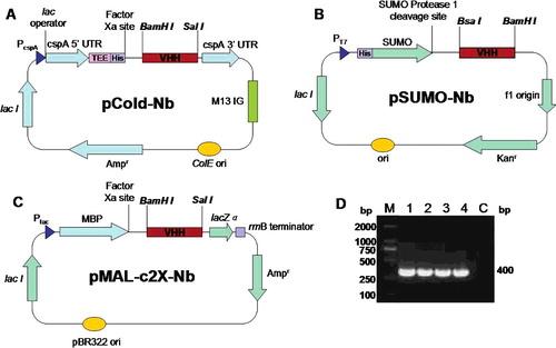Figure 2. Construction of three Nb expression vectors: pCold-Nb (A), pSUMO-Nb (B) and pMAL-c2X-Nb (C) and PCR amplification (D) of the VHH fragments: M, DNA marker; Lane 1, Nb1 containing a BamHI restriction site; Lane 2, Nb2 containing a SalI restriction site; Lane 3, Nb1 containing a BsaI restriction site; Lane 4, Nb2 containing a BamHI restriction site; Lane C, negative control.