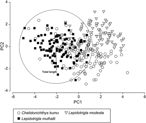 FIGURE 6. Plots of principal component axis 1 (PC1) versus axis 2 (PC2) from principal components analysis of standardized head length and mouth measurements for individual Red Gurnard Chelidonichthys kumu, Grooved Gurnard Lepidotrigla modesta, and Roundsnout Gurnard L. mulhalli. Together, PC1 and PC2 explained 74.8% of the total variation. The vector represents Pearson’s product-moment correlation, and the circle shows a correlation of 1.0.