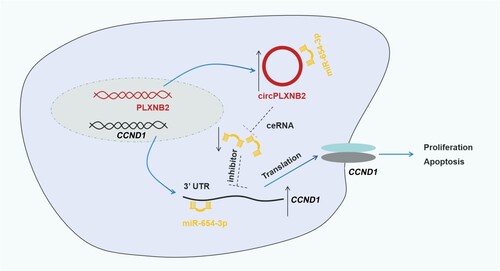 Figure 7. Graphical representation of the circPLXNB2/miR-654-3p/CCND1 axis in AML progression. CircPLXNB2 is derived from the back-splicing of PLXNB2 pre-mRNA and acts as the ceRNA of miR-654-3p to up-regulate CCND1 protein expression, thereby promoting the proliferation and inhibiting the apoptosis in AML cells.