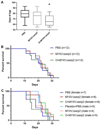 Figure 7 Graphs of (A) age on the day of U21089 cell injection and (B and C) survival outcomes. (A) Mice treated with oclacitinib with MYXVΔserp2 (O+MYXVΔserp2) were significantly younger than mice in other treatment groups (*P-value < 0.02). However, there were no significant differences between (B) median survival times in treatment groups. (C) Likewise, no differences were calculated when median survival times of male and female mice in each treatment group were analyzed independently.