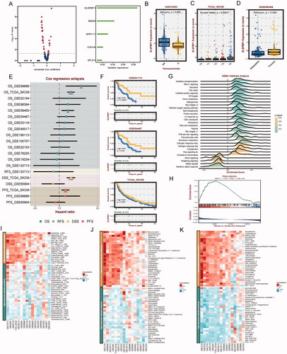 Figure 8. Clinical and biological roles of ELSPBP1 in SKCM. (A) Univariable cox value and corresponding pvalue of each example gene from MOCS1 and MOCS2 in volcano plot; prognostic importance of leading genes of SKCM in bar plot. (B) Expression level of ELSPBP1 between patient response and nont-response to temozolomide. (C) Different expression level of ELSPBP1 in different stage tumor tissues in SKCM. (D) Different expression level of ELSPBP1 in metastasis and primary tumor tissues in SKCM. (E) Cox analysis of prognostic value of ELSPBP1 across multi SKMC datasets. (F) KM curves indicate patient with high expression of ELSPBP1 owned poor prognosis in GSE53118, GSE64467 and TCGA-SKCM. (G) Hallmarks related to ELSPBP1 in TCGA-SKCM. (H) ELSPBP1 could stimulate glycolysis in TCGA-SKCM. (I) Correlation of IC50 and ELSPBP1 expression level in GDSC, (J) CTRP and (K) PRISM databases.