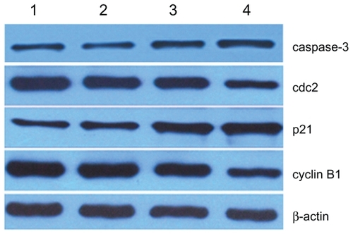 Figure 5 Expression of cell-cycle marker protein in SKM-1 cells treated with 2ME alone or loaded with MNPs-Fe3O4 (100:1) for 24 hours.Notes: Column 1, control; column 2, MNPs-Fe3O4; column 3, 2 μM 2ME; column 4, the copolymer of 2 μM 2ME with MNPs-Fe3O4 (100:1).Abbreviations: MNPs-Fe3O4, magnetic nanoparticles of Fe3O4; 2ME, 2-methoxyestradiol.