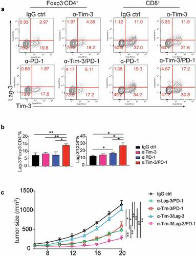 Figure 5. Triple therapy with Tim-3, PD-1 and Lag-3 mAbs synergistically increased the antitumor activity