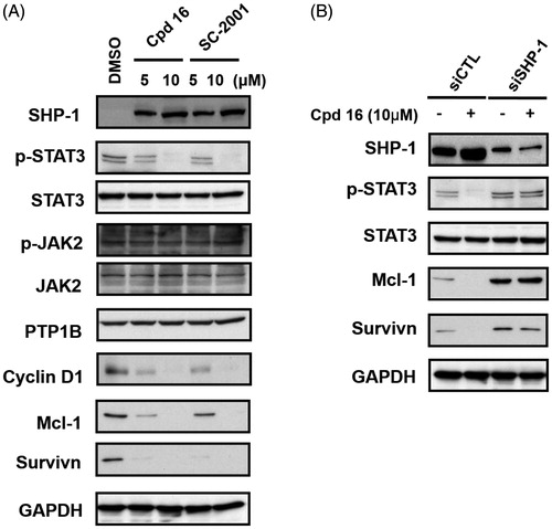 Figure 4. Effects of cpd 16 on protein levels of SHP-1, p-STAT3, and p-STAT3 relative downstream target in PLC5 cells. (A) Cells were exposed to cpd 16 and SC-2001 at the indicated doses for 24 h. Cell lysates were assayed by western blot. (B) PLC5 cells were transfected, respectively, with control siRNA or SHP-1 siRNA for 48 h. After transfection, the cells were treated w/wo cpd 16 (10 μM) for 24 h. The protein levels were analysed by western blot assay.