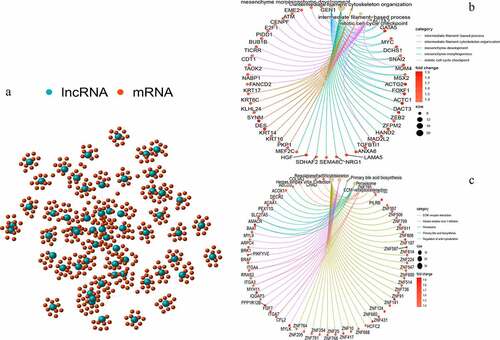 Figure 2. Co-expression network and enrichment analysis of differential lncRNAs. (a) Expression networks of differential lncRNAs and their associated mRNAs. The blue circles represent lncRNAs and red circles represent mRNAs. (b) Gene Ontology (GO) enrichment analysis and (c) Kyoto Encyclopedia of Gene and Genomes (KEGG) pathway analysis of mRNAs associated with differential lncRNAs