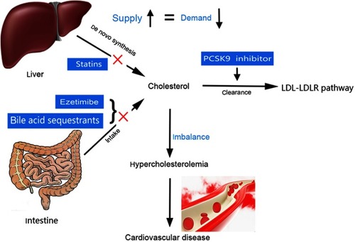 Figure 4 Schematic diagram of the hypercholesterolemia and current therapeutic drug. PCSK9 inhibitor: proprotein convertase subtilisin/kexin type 9 inhibitor.