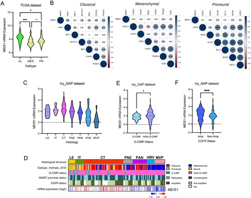 Figure 3. MEIS1 is increased in the classical GBM subtype and enriched in the cellular tumor region. (A) MEIS1 mRNA levels in GBM subtypes from the TCGA dataset (CL - Classical, ME – Mesenchymal, PN – Proneural). (B) Correlation of MEIS1 expression with CL, MES, and PN markers in the TCGA dataset. (C) MEIS1 mRNA levels in various GBM regions as described in the IvyGAP dataset. (LE – leading edge; IT – infiltration tumor; CT – cellular tumor; PNZ – perinecrotic zone; PAN – pseudopalisading cells around necrosis; HBV – hyperplastic blood vessels; MVP – microvascular proliferation). (D) Heatmap of MEIS1 expression and phenotypes in the Ivy GAP dataset. (E, F) MEIS1 expression based on CIMP and EGFR amplification status in the Ivy GAP dataset.