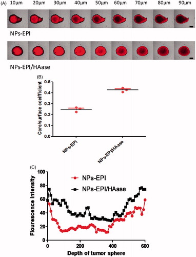 Figure 10. (A) Fluorescent images of HepG2 tumour spheroids upon incubation with NPs-EPI, NPs-EPI/HAase. (B) The ratio of fluorescence intensity of core and surface at 90 μm. (C) The fluorescence intensity profile from surface to core of NPs-EPI, NPs-EPI/HAase at 90 μm. Scale bars represent 100 μm.
