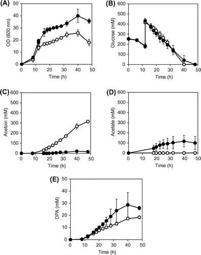 Fig. 3. Batch cultures of B. subtilis OA105-DPA and OA105ΔalsSD-DPA strains.Notes: (A) OD, (B) glucose concentration, (C) acetoin concentration and (D) acetate concentration (E) DPA concentration; Open circles, OA105-DPA; closed circles OA105ΔalsSD-DPA. All cultures were performed in triplicate, and average ± standard deviation is shown.