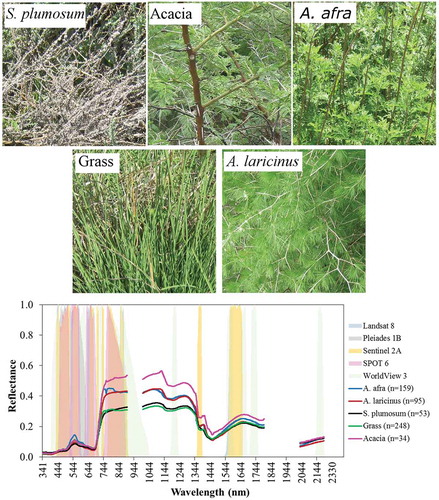 Figure 3. Examples of target species (A. afra, A. laricinus, and S. plumosum) and co-existent plants that were considered during the field spectroradiameter data acquisition in the Klipriviersberg Nature Reserve of Johannesburg. The spectral curves represent mean reflectance of each plant type with the numbers in brackets showing sample size per plant type considered in the study. Shades of different colors and varying between reflectance values of 0–1 illustrate band passes of the multispectral images. Note that overlaps of certain bands among the images resulted in colors that could not be reflected in the legend.