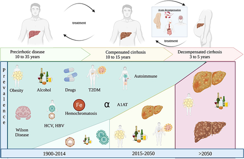 Figure 1 Natural history of cirrhosis compensated and decompensated.Citation1–4 After of the initial insult (alcohol, virus, metabolic syndrome, autoimmunity) the progression to compensated cirrhosis can last from 20 to 35 years. Likewise, compensated cirrhosis remains stable between 10 to 15 years before the decompensation phase. The current prevalence is mostly alcohol cirrhosis and hepatic steatosis.