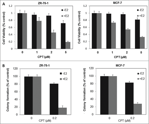 Figure 3. CPT inhibits estrogen-stimulated cell growth and survival in ERα-positive breast cancer cells. (A) ZR-75-1 and MCF7 cells were grown in phenol red-free DMEM supplemented with 10% charcoal/dextran without FBS for 24 h and then treated with various concentrations of CPT with or without 10 nM E2. After treatment for 48 h, cell growth was analyzed by CCK8 assay. Bars (mean ± SD) indicate the average of 3 independent experiments. (B) ZR-75-1 and MCF7 cells were plated in phenol red-free DMEM supplemented with 10% charcoal/dextran without FBS. When attached, the cells were treated with or without 10 nM E2, 0.2 μM CPT or a combination of both. Colonies were enumerated 10 days (ZR-75-1 cells) or 16 days (MCF7 cells) later and normalized against the number of colonies derived from control cells without CPT treatment. Data are shown as mean ± SD. Representative results from 2 independent experiments are shown.