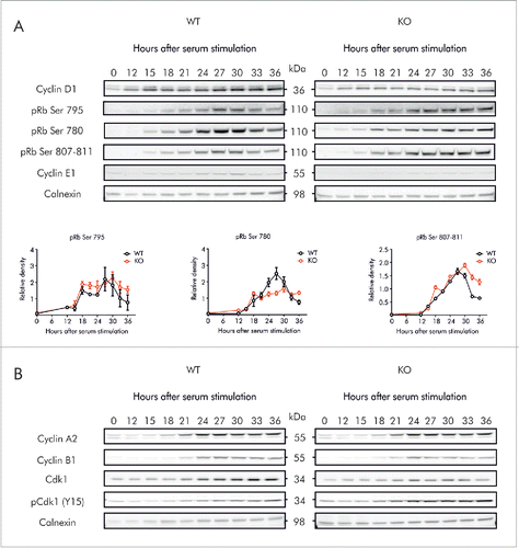 Figure 7. Kv10.1 absence alters the periodicity of key G2/M regulatory proteins. MEFs were synchronized after 72 h of serum starvation and released into fresh medium. Total cell lysates from wild type and Kv10.1 knockout MEFs were prepared at the indicated time points. A. Analysis by SDS-PAGE and Western blotting of Cyclin D1 and E1 did not show differences. Levels of phosphorylated pRb rose at the same time in wild type and Kv10.1 knockout MEFs. However, pRb remained in hyperphosphorylated state for longer time in cells lacking Kv10.1. Densitograms from the blots corresponding to pRb Ser 780, pRb Ser 795 and pRb Ser 807–811 are plotted in the lower part of the panel. B. Western blotting showed increased levels of the inhibitory phosphorylation (Y15) on Cdk1. All experiments were performed at least 3 times.