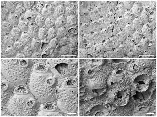 Figure 3. Microporella whiterocki sp. nov. A–C, Holotype GNS BZ 347, Miocene (Otaian = Aquitanian or Burdigalian), White Rock Limestone Formation, White Rock Limestone Quarry, Karetu River, North Canterbury, New Zealand. A, B, Group of autozooids, those at the colony growth edge showing basal pore-chamber windows (scale bars = 500 µm); C, close-up of autozooids showing six oral spine bases and drop-shaped avicularia (scale bar = 100 µm). D, Paratype GNS BZ 348, same details as holotype. Close-up of ovicellate zooids, only one ooecium complete (scale bar = 100 µm).