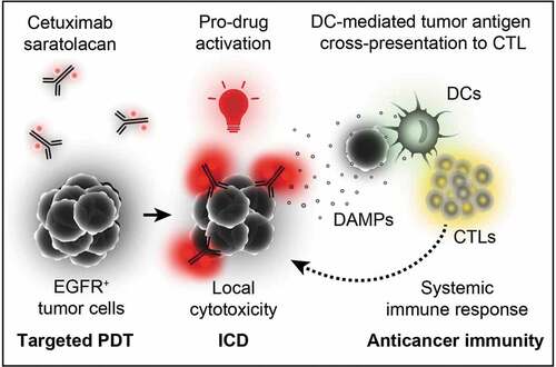 Figure 1. Mechanism of cetuximab saratolacan. Cetuximab-bound IR700 selectively binds to the surface of EGFR+ tumor cells. Its photo-activation at 690 nm selectively kills EGFR-expressing cells, thus allowing for targeted photodynamic therapy (PDT) and the induction of immunogenic cell death (ICD). This elicits a systemic immune response that contributes to the eradication of malignant cells. CTLs, cytotoxic T lymphocytes; DCs, dendritic cells