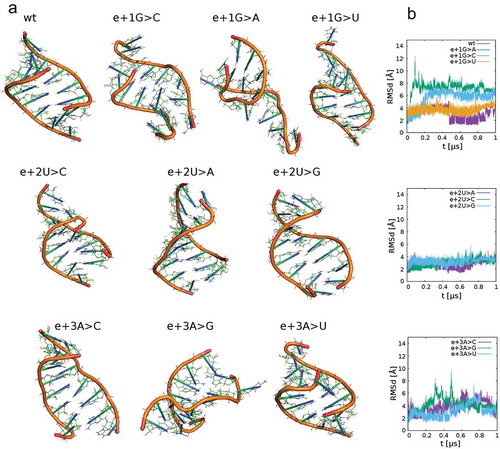 Figure 6. RNA structures of studied RNA duplexes from molecular dynamics simulations after 1 microsecond (A). The structures contain one strand from 5ʹ-mRNA and a second one from 5ʹ-U1 snRNA. Time development of Rmsd values for these systems (B). The plots reveal RNA conformation stability in the course of the simulations, i.e. small Rmsd values indicate good agreement with the initial A-RNA geometry (e.g. systems e+2U>C, A, G), larger Rmsd values indicate RNA conformation instability (e.g. e+1G>C,A,U). Instabilities in these models can be interpreted as unsuccessful duplex formation events