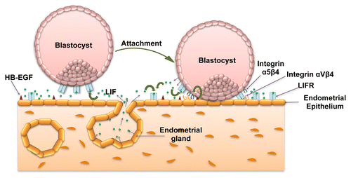 Figure 1. Significance of LIF-mediated signaling in blastocyst attachment. LIF is expressed by the receptive endometrial luminal and glandular epithelium. At the same time LIFR is expressed by the endometrial luminal epithelium as well as by the blastocyst. At the time of implantation, endometrial epithelial cells express integrin αVβ3 as well as osteopontin (not shown in figure) that forms the part of pinopodes essential for the initiation of implantation. A juxtacrine signaling through HB-EGF expressed on the endometrial epithelium leads to the expression of integrin α5β3 by trophoblast cells. These changes collectively bring out attachment of the blastocyst to the endometrium. Once the blastocyst gets attached, it also starts expressing LIF that can act in autocrine or paracrine way on trophoblast and endometrial cells, respectively.