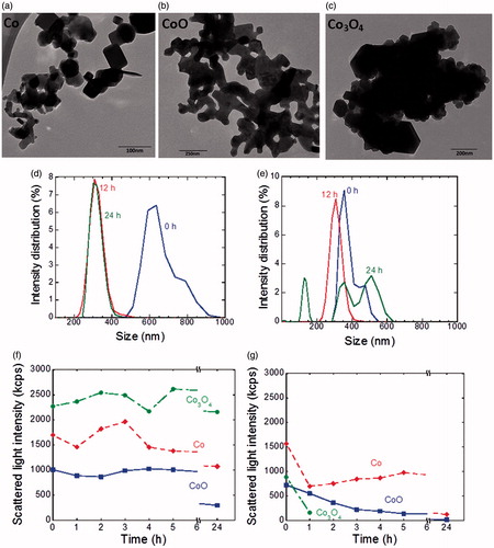 Figure 1. Size characterization of the NPs. TEM images of NPs of Co (a), CoO (b), and Co3O4 (c). Intensity–density size distribution of NPs of Co (d) and Co3O4 (e) in complete DMEM after 0, 12, and 24 h. No reliable data were obtained for CoO NPs due to agglomeration. Scattered light intensity by means of PCCS of NPs of Co, Co3O4, and CoO in complete DMEM (f) and 10 mM NaCl (g) during 24 h. A decreasing intensity indicates particle sedimentation.
