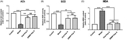 Figure 7. Effect of DMNP-Hup A on (A) ACh content, (B) SOD activity, and (C) MDA level in rats. Data are expressed as the mean ± SD (n = 6). **p< .05, ***p< .001, ****p< .0005, and NS, no significance.