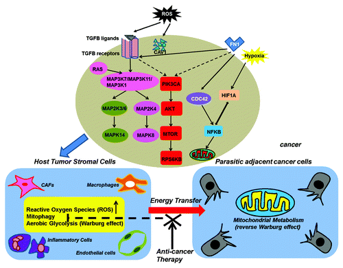 Figure 2. Two-compartment tumor metabolism: Mitophagy in tumor stromal cells supports the metabolism of cancer cells. Cancer cells secrete ROS or cytokines to stimulate mitophagy in tumor stromal cells by the activation of TGFB and NFKB signaling. The consequent mitochondrial dysfunction in the stromal cells leads to the production of sufficient high-energy metabolites such as L-lactate, ketones, glutamine, and free fatty acids to support cancer cell survival. CAFs, cancer-associated fibroblasts.