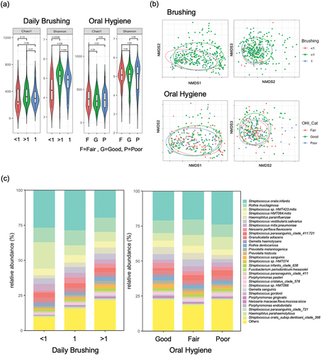 Figure 4.  Impact of tooth brushing frequency (<1, 1 or > 1 per day) and oral hygiene (OHI-S index), on the mucosal microbiome. (a) Alpha diversity values according to daily brushing frequency and oral hygiene. (b) Community structure analysed by NMDS of Bray-Curtis dissimilarity values according to daily brushing frequency and oral hygiene. (c) Bar plot showing relative abundance (%) of the 30 most abundant species according to daily brushing frequency and oral hygiene.