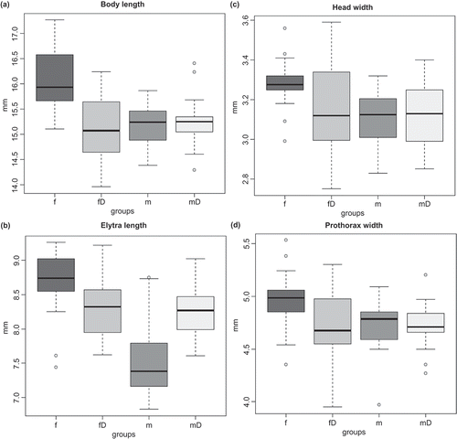 Figure 2. Box and whiskers plots of measured traits. (a) body length (mm), f: body length female from control-A1, fD: body length female from treated-A2, m: body length male from control-A1, mD: body length male from treated-A2; (b) elytra length (mm), f: elytra length female from control-A1, fD: elytra length female from treated-A2, m: elytra length male from control-A1, mD: elytra length male from treated-A2; (c) head width (mm), f: head width female from control-A1, fD: head width female from treated-A2, m: head width male from control-A1, mD: head width male from treated-A2; (d) prothorax width (mm), f: prothorax width female from control-A1, fD: prothorax width female from treated-A2, m: prothorax width male from control-A1, mD: prothorax width male from treated-A2.