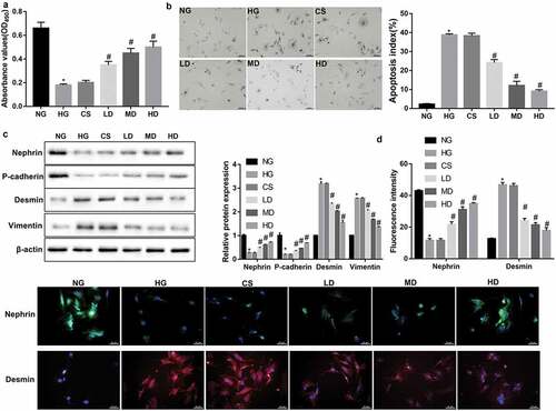 Figure 1. Effect of sera from the Jixuepaidu Tang-1-treated mice on the viability, apoptosis, and EMT process in HG-treated podocytes
