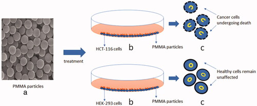 Figure 10. (a–c) Schematic representation of treatment of PMMA particles on cancer cells: (a) structure of PMMA particles through scanning electron microscope with 50,000× magnification, (b) treatment of PMMA particles with HCT-116 and HEK-293 cells in the Petri dishes and (c) showing PMMA-treated HCT-116 cancer cells undergoing membrane disruption, and nuclear condensation and augmentation, whereas PMMA-treated HEK-293 cells remain unaffected.