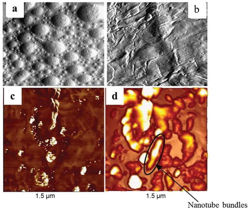 Figure 9. AFM and EFM images of CNT dispersion in elastomeric matrix: (a) AFM images of composite with 2.8 wt% MWCNT before coagulation, (b) after coagulation of the latex beads at 60°C [Citation24], (c) EFM phase image at 0 V, and (d) EFM phase image at 7 V of NBR-MWCNT composite [Citation116].