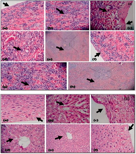 Figure 9. (i) Histopathology of spleen: (a) histology of spleen from normal group showing normal fibrosis thickening; (b) normal clarification of cells; (c) toxic control group showing fibrosis capsular thickening and increase in cytoplasmic vacuolation at focal places; (d) decreased EMH release; (e) increased cellularity in white pulp; (f) treatment group showing minimal or no cytoplasmic vacuolation at focal places with less fibrosis thickening; (g) enlarged cell size at focal places and maximum EMH release; (h) normal cellularity in white pulp; (ii) histopathology of liver: (a) histology of liver from normal control showing normal cell size, hepatocytes, less cytoplasmic vacuolation, normal fibrosis thickening, cytocidal space is also less; (b) histology from toxic control (thrombocytopenic) group showing large sinusoidal space; (c) degeneration of cytoplast and maximal fibrosis capsular thickening; (d) maximum density of cells; (e) histology from treatment group showing maximal EMH release; (f) degeneration of cytoplast and scattered fibrosis capsular thickening.