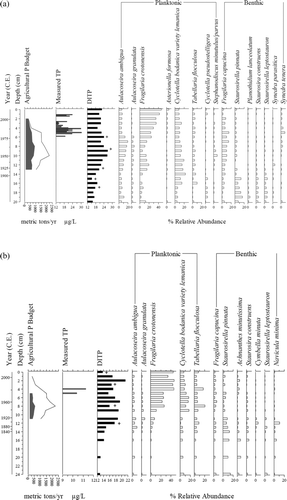 Figure 2 Historical and paleolimnological data from each of the study basins. Potential agricultural P loads (shaded = bay subcatchment, line = total watershed) were estimated from census data for basin subcatchments as well as for catchment of entire lake (note: in 1981, county boundaries changed substantially in Canada and thus we could no longer use this method to estimate P loads in the Green Bay subcatchment). Diatom-inferred TP (DI-TP) estimates are plotted as μg/L. Measured TP (μg/L) from water quality assessments and research are presented (Kalff 1970s, unpublished; Kalff and Lawson Citation1988, QVSC 2008). The dominant diatom taxa (i.e., species with >5% relative abundance) are plotted for (a) Newport Bay and (b) Green Bay over the past ∼135 years. +represents poor analog fit to TP.