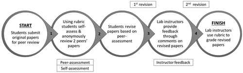 Figure 1. The peer-review exercise consisted of two rounds of revision, where students incorporated peer-assessment and instructor feedback.