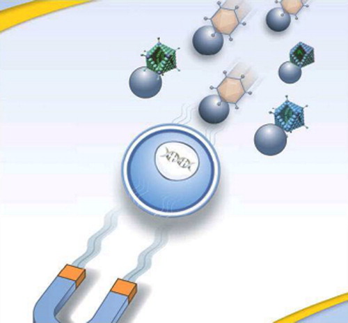 Figure 1. Diagrammatic representation of the magnetofection principle in cells. MNPs are complexed to RAds and the complex is attracted to cells by a magnetic field. (Kindly provided by OZ Biosciences, Marseille, France, www.ozbiosciences.com) (CitationSchwerdt et al. 2012).