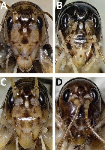 Figure 3. Head colouration. A, Hemiandrus maculifrons; B, Hemiandrus luna sp. nov.; C, Hemiandrus brucei sp. nov.; D, Hemiandrus nox sp. nov.