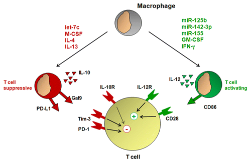 Figure 4. Macrophage phenotype regulates T-cell activation. Growth factors such as macrophage colony-stimulating factor (M-CSF) and granulocyte macrophage colony-stimulating factor (GM-CSF), cytokines including interferon γ (IFNγ), interleukin (IL)-4, and IL-13, as well as microRNAs such as let-7c, miR-125b, miR-142–3p, and miR-155 can instruct macrophages with phenotypes associated with T-cell activation or suppression. Macrophages capable of T-cell suppression produce IL-10 and express T cell-inhibitory molecules including CD274 (best known as PD-L1) and galectin 9 (Gal9), whereas macrophages that sustain T-cell activation produce IL-12 and express co-stimulatory molecules including CD86.