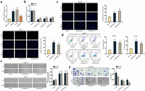 Figure 2. MGAT1 hampers cell apoptosis and propels cell migration in WT.(a) MGAT1 expression in HEK-293A cells and three WT cells (HFWT, G-401 and SK-NEP-1) was detected through RT-qPCR. (b) The knockdown efficiency of sh-MGAT1-1/2/3 was examined in HFWT and G-401 cells by RT-qPCR. (c-d) TUNEL assay and flow cytometry analysis were performed to assess apoptosis capabilities of HFWT and G-401 cells with MGAT1 knockdown. (e-f) Wound healing assay and transwell assay were carried out to evaluate migration of WT cells with MGAT1 knockdown. *P<0.05, **P<0.01.