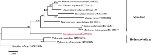 Figure 1. ML phylogenetic tree of S.chinensis with 12 species was constructed by chloroplast genome sequences. Numbers on the nodes are bootstrap values from 1000 replicates. Schefflera delavayi chloroplast, complete genome was selected as outgroup.