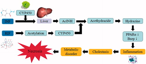 Figure 11. INH/RIF-induced liver injury. INH/RIF trigger the continuous development of hepatocyte injury by inducing cell stress via inflammation, cholestasis, and metabolic disorder, resulting in hepatic necrosis, apoptosis, and liver injury. CYP450: cytochrome P450; PPAR: peroxisome proliferator-activated receptors.