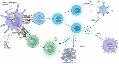 Figure 6. Schematic diagram of the peptide-CRM197 vaccines activating immune responses.