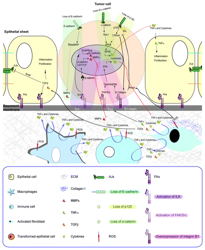 Figure 2. A reciprocal and coordinated regulation of FAs and AJs in epithelial cells is involved in the crosstalk between epithelia and stroma. FAs and AJs share downstream signaling molecules, including Rho GTPases and Src, and interactions with actomyosin cytoskeleton, which contribute to the coordination of their adhesive network. Whereas FAs assembly is related to a strengthening of AJ-mediated adhesion, AJs disassembly is related to an increase of FAs-mediated adhesion. During tumorigenesis the coordinated crosstalk between FAs and AJs in epithelial cells is impaired, and may result in the chronic activation of the stroma (e.g., secretion of soluble factors, cytokines, chemokines, MMPs, and changes in ECM composition). These can generate perpetuating signaling loops without a clear endpoint that, if unresolved, may lead to further epithelial transformation with gain of migratory and invasive characteristics. In this figure, some specific signaling adhesive modules are shown using color-coded annotations as well as their points of convergence.