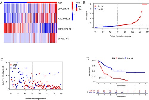 Figure 3. Investigating the effect of risk score on survival in entire cohorts. (A)The expression of LINC01679, AC079922.2, TRAF3IP2-AS1 and LINC02465 in the entire cohort was visualised by heatmap. (B and C) The results showed the difference in the distribution of patients with different risk scores and survival statuses. (D) Kaplan–Meier analysis between the HR and LR groups. The HR group had a significantly worse OS in all cohorts.