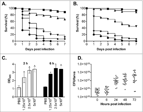 Figure 1. Virulence of C. glabrata in G. mellonella. (A and B) Survival curves of G. mellonella infected with C. glabrata ATCC2001 at 7.5 × 105 (squares), 1 × 106 (triangles), 2.5 × 106 (upside-down triangles), 5 × 106 (diamonds) and 7.5 × 106 (circles) cells/larva at 37°C (A) and 30°C (B). At 37°C (A) all infective doses displayed significant differences (p < 0.05), whereas at 30°C (B) all doses displayed significant differences (p < 0.05) except between the 2 lowest infective doses (7.5 × 105 and 1 × 106 cells/larva). (C) Larvae were infected with C. glabrata ATCC2001 at 1 × 106, 2.5 × 106, and 5 × 106 cells/larva and at 2 and 6 hours post infection hemolymph was collected from larvae and OD405 determined to quantify melanin production. Larvae inoculated with PBS were used as a control, and asterisks denote a statistically significant difference to the PBS control (p < 0.05). (D) G. mellonella were infected with C. glabrata ATCC2001 at 2.5 × 106 cells/larva and fungal burdens determined at the time points indicated. Scatterplots depict combined results from 3 independent replicates using 9 larvae for each time point