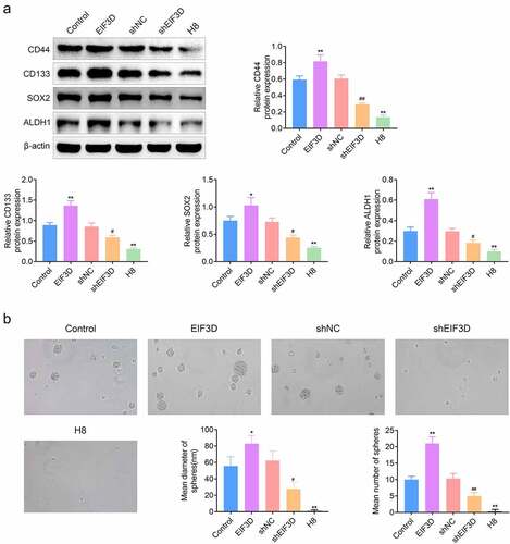 Figure 4. EIF3D ablation restrained the stem cell-like properties in cervix cancer cells. (a). Immunoblot assays showed the expression of CD44, CD133, SOX2, and ALDH1 in HeLa cells or H8 cells upon the indicated transfection. (b, c). Mammosphere-forming efficiency (MSFE) assay assays showed the mean diameter (b) and number (c) of spheres of HeLa cells or H8 cells upon the indicated transfection. Data are shown as mean ± SEM, * p < 0.05, ** p < 0.01 EIF3D vs Control, ## p < 0.01 shEIF3D vs shNC. NC, negative control.