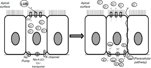 Figure 1 Summary of the mechanism of action of lubiprostone.