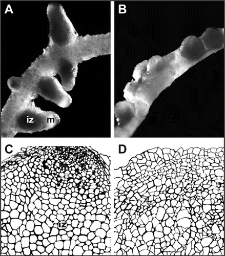 Figure 2 Effects of B on nodule organogenesis. (A) Pea root nodulated with sufficient B showing nodules with colourless apical nodule meristem (m) and dark central infected zones (iz). (B) Pea root nodulated in the absence of B, showing nodules with a tumour-like appearance when different development zones are undistinguishable. (C) Schematic illustration of B-sufficient nodule tissue organization indicating the apical meristem (m), the infected zone (iz), and the nodule cortex (cx). (D) Schematic illustration of highly disorganized B-deficient nodule structure with not clear development of different nodule tissues. (C and D) are based on (previously published studies, refs. Citation20 and Citation21).